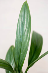 Epipremnum amplissimum "silver form"